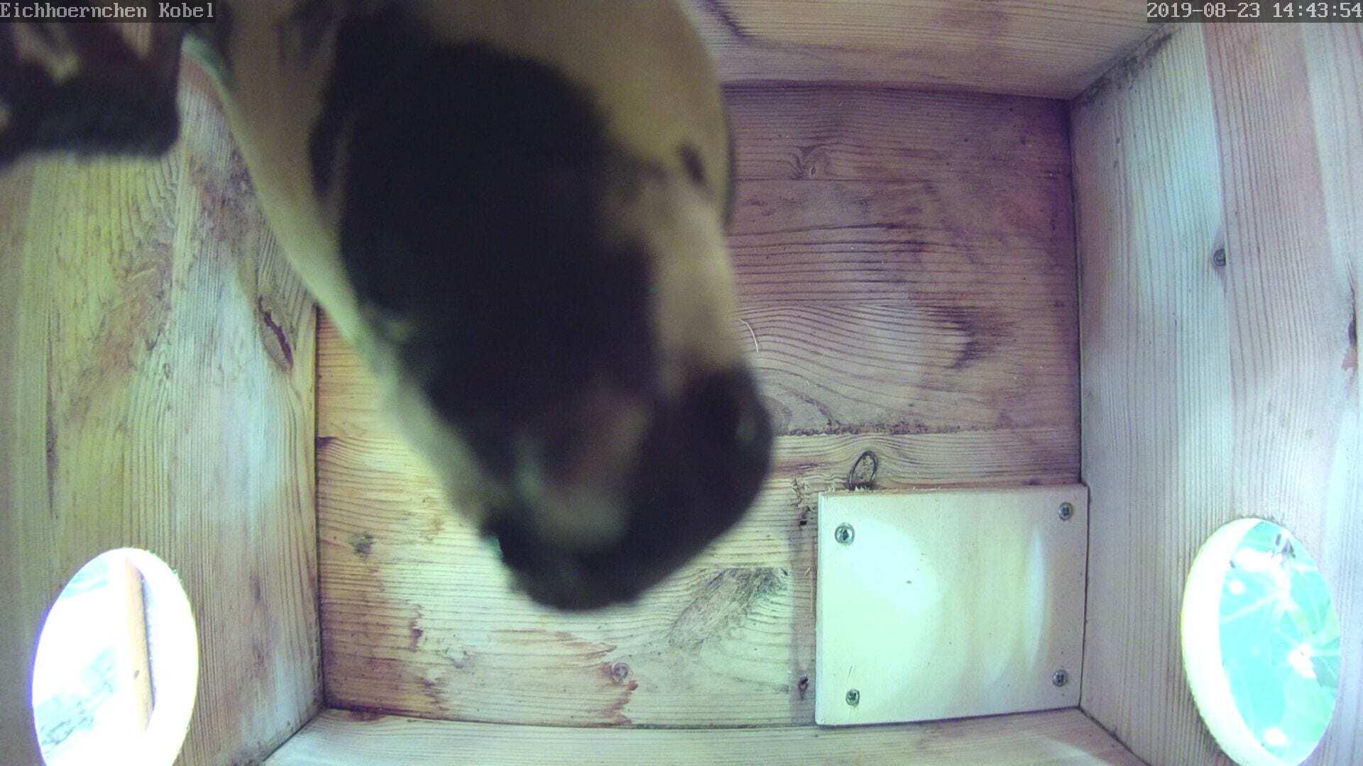 Eichhörnchen